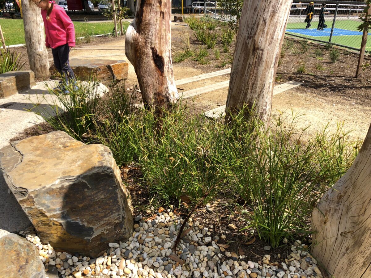 Native plants in wetland area