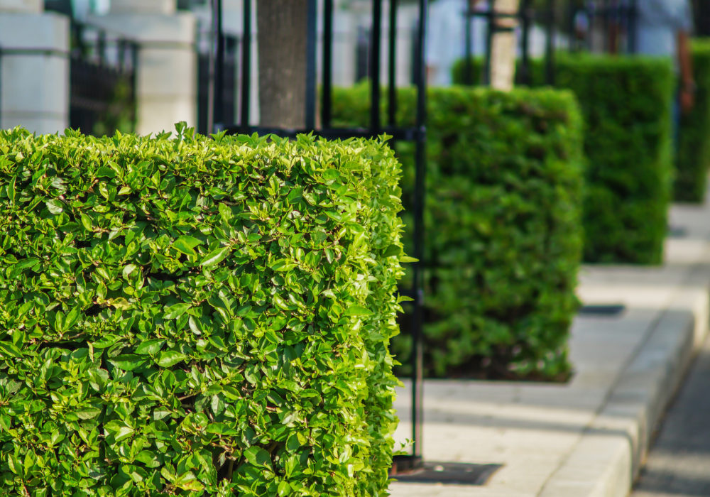 Streetscapes
